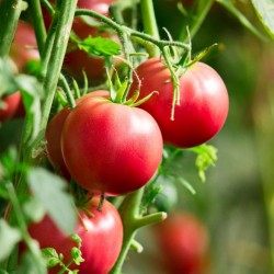 Price: €1.9 - Graines de tomate "Danube Rubin" - 
