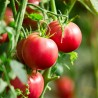 Price: €1.9 - Nasiona pomidora Danube Rubin - 
