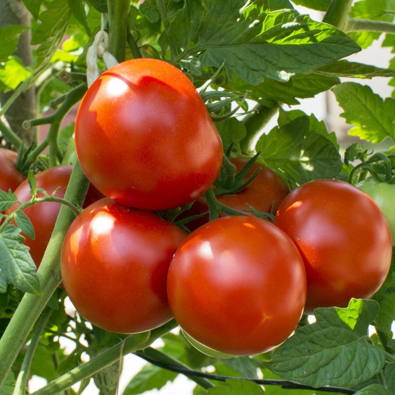 Price: €1.9 - Seme paradajza "Dunavski Rubin" - 