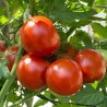 Price: €1.9 - Nasiona pomidora Danube Rubin - 