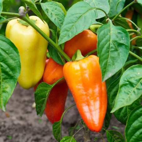 Sementes de Pimenta Una