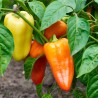 Price: €1.95 - Semillas de Pimienta Una - 