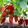 Price: €1.95 - Semillas de Pimienta Una - 