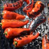 Price: €1.95 - Una Pepparfrön - 