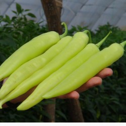 Price: €1.85 - Rapires σπόρους πιπεριού - 