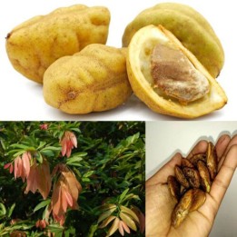 Nasiona Namu-Namu (Cynometra cauliflora) - 7.2