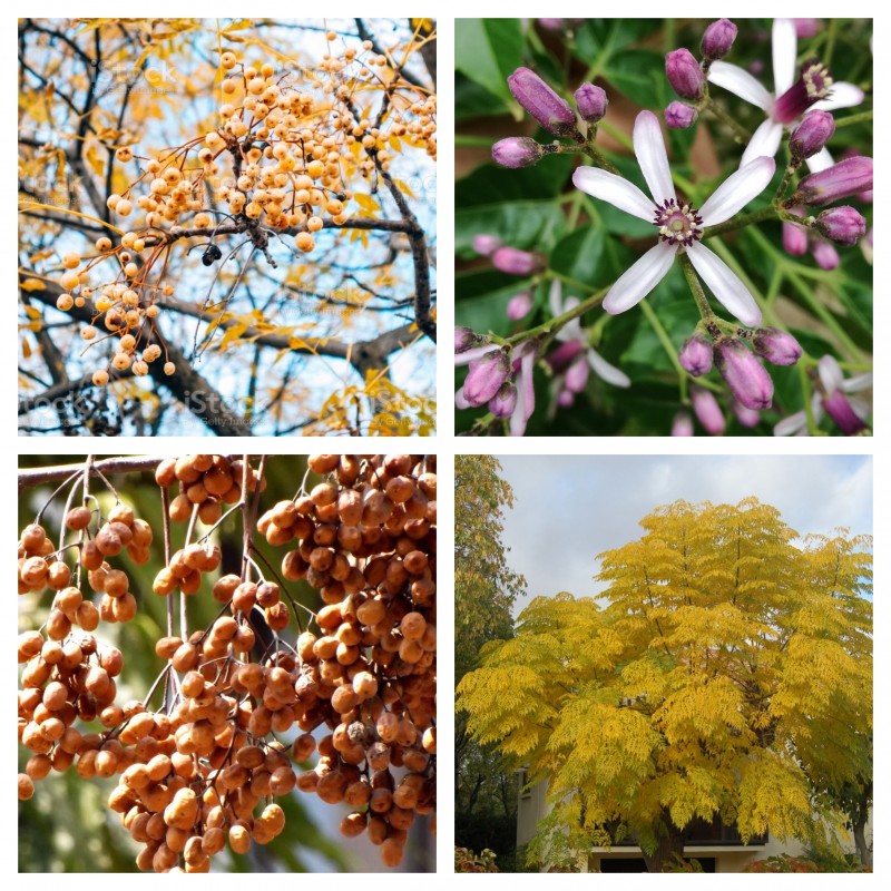 Price: €2.5 - Σπόροι Chinaberry Tree (Melia azedarach) - 