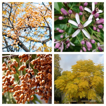 Price: €2.5 - Σπόροι Chinaberry Tree (Melia azedarach) -
