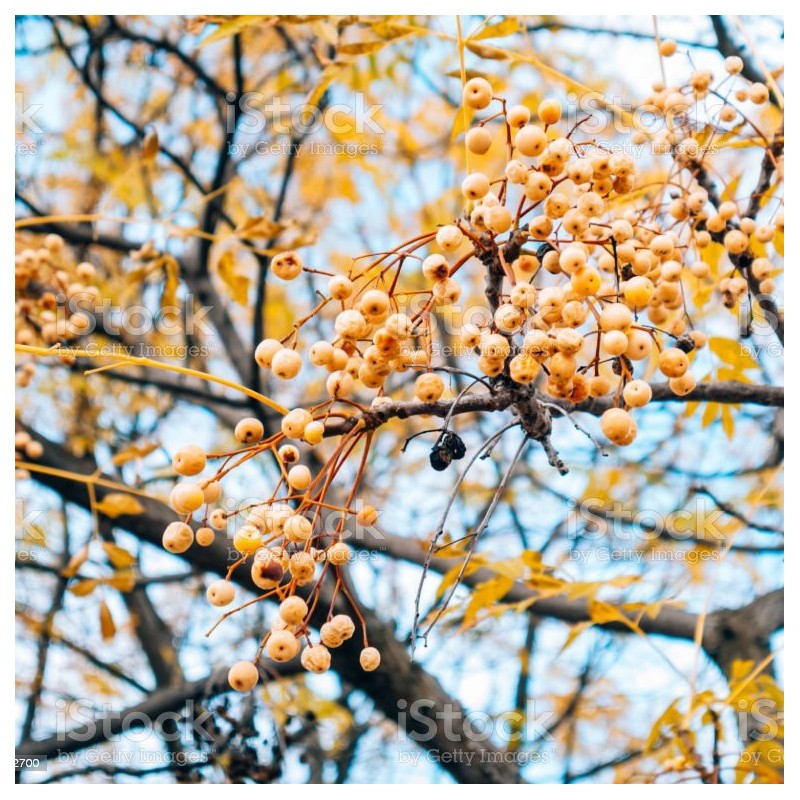 Graines Margousier à feuilles de Frêne, Lilas de Perse (Melia azedarach) | 2,50 €