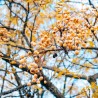 Price: €2.5 - Nasiona Chinaberry (Melia azedarach) - 