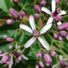 Price: €2.5 - Nasiona Chinaberry (Melia azedarach) - 