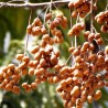 Price: €2.5 - Nasiona Chinaberry (Melia azedarach) - 