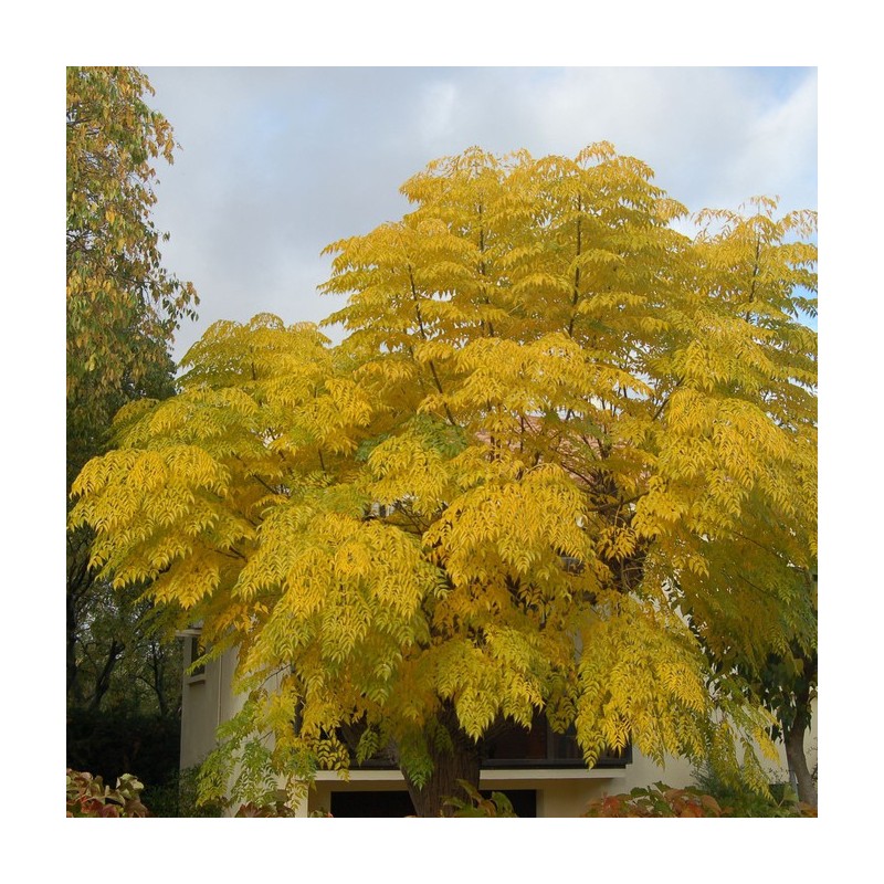 Graines Margousier à feuilles de Frêne, Lilas de Perse (Melia azedarach) | 2,50 €