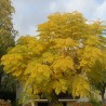 Price: €2.5 - Nasiona Chinaberry (Melia azedarach) - 
