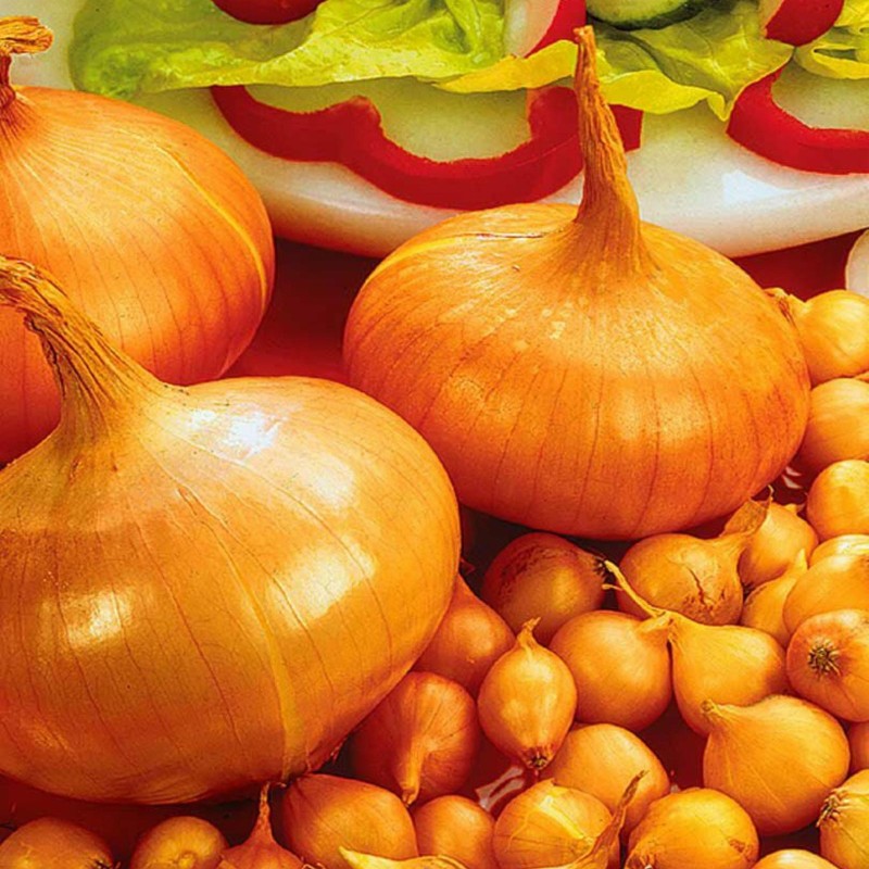 Bulbos de Cebola Stuttgarter Riesen
