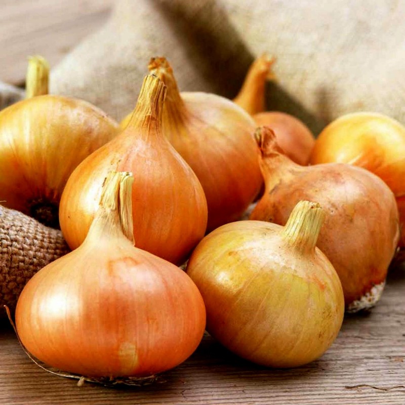 Stuttgarter Riesen Zwiebelzwiebeln | 2,25 €