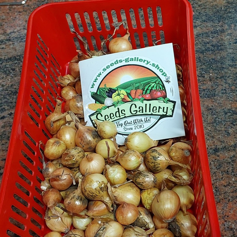 Bulbos de Cebola Stuttgarter Riesen