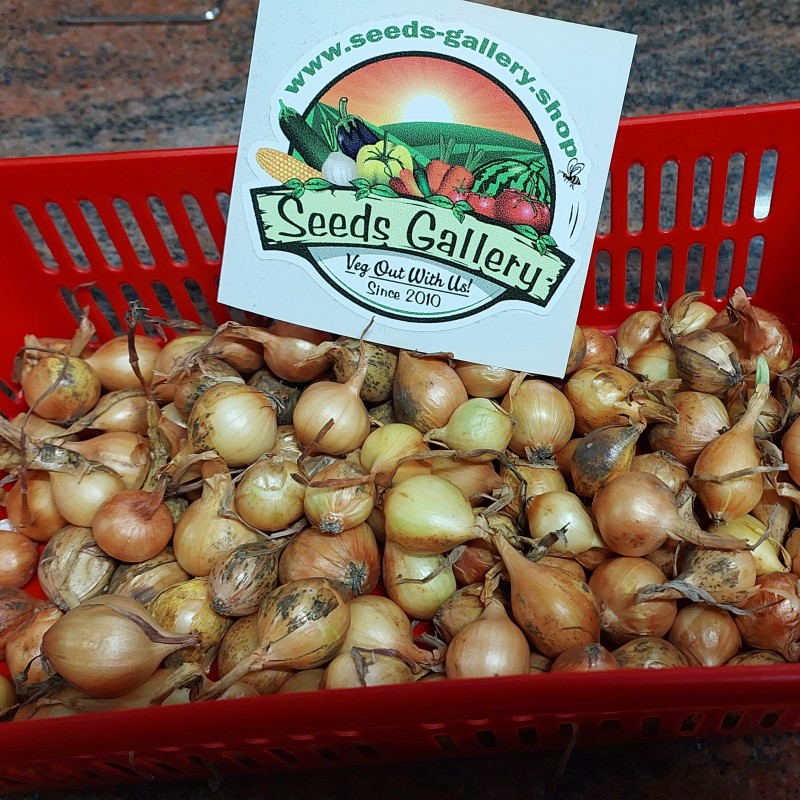 Bulbos de Cebola Stuttgarter Riesen