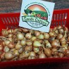 Bulbos de Cebola Stuttgarter Riesen