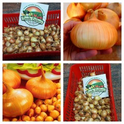 Price: €2.25 - Bulbos de cebolla Stuttgarter Riesen - 