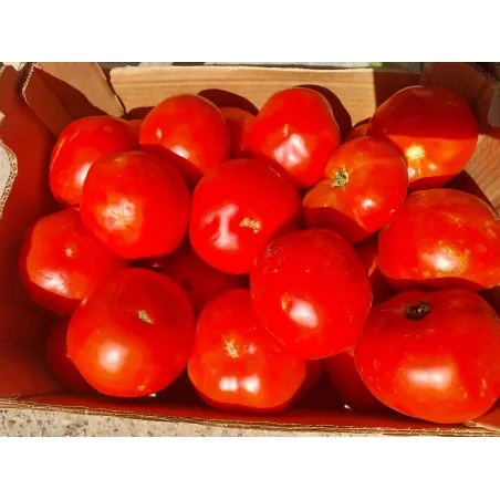 Semillas de Tomate Griego Kalampaka
