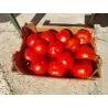 Semillas de Tomate Griego Kalampaka
