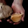 Griechische Kalampaka-Knoblauchzehen