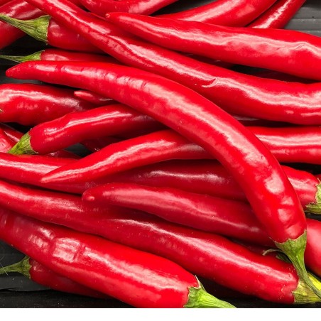 "Turkish Delight" édes paprika magvak