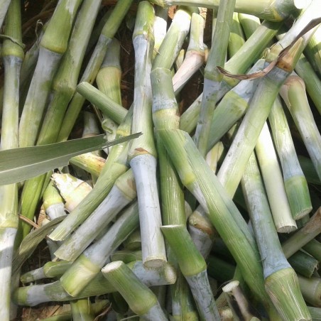 Napier grass (Cenchrus purpureus) | β¬2.65