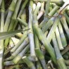 Price: €2.65 - Trawa Napier (Cenchrus purpureus) - 