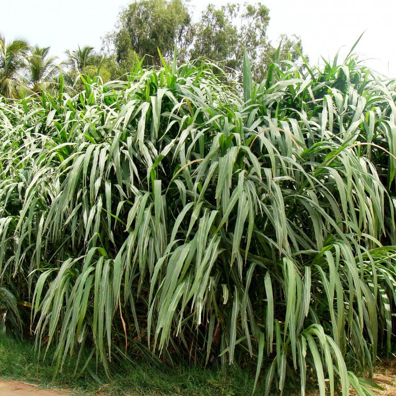 عشب نابير (Cenchrus purpureus) | 2.65 €