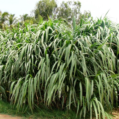 عشب نابير (Cenchrus purpureus) | 2.65 €