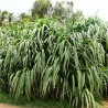 Price: €2.65 - Grama Napier (Cenchrus purpureus) - 