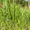 Price: €2.65 - Napiergras (Cenchrus purpureus) - 