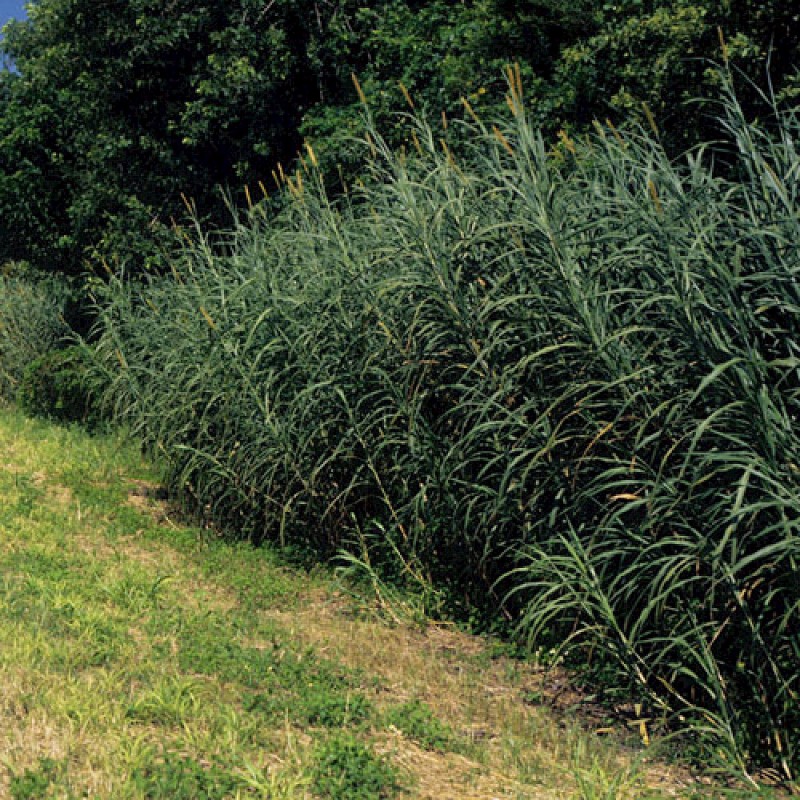 Price: €2.65 - Trawa Napier (Cenchrus purpureus) - 