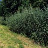 Price: €2.65 - Napiergras (Cenchrus purpureus) - 