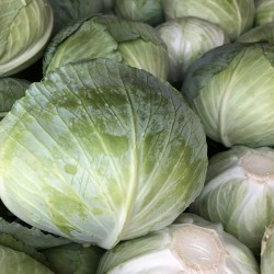 "Polar" white cabbage