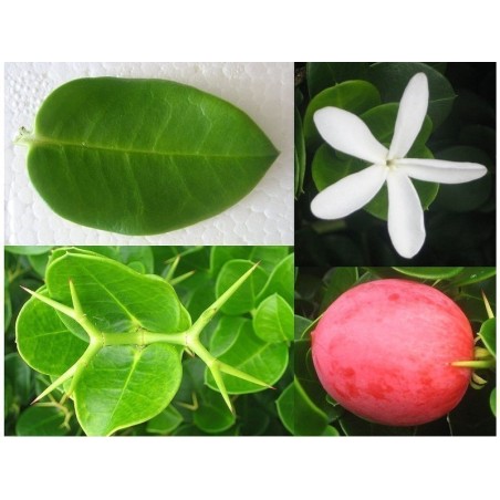 Semillas de CIRUELA DE NATAL (Carissa macrocarpa)