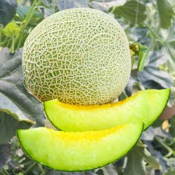 Price: €1.95 - Semillas de melón "tesoro húngaro" - 