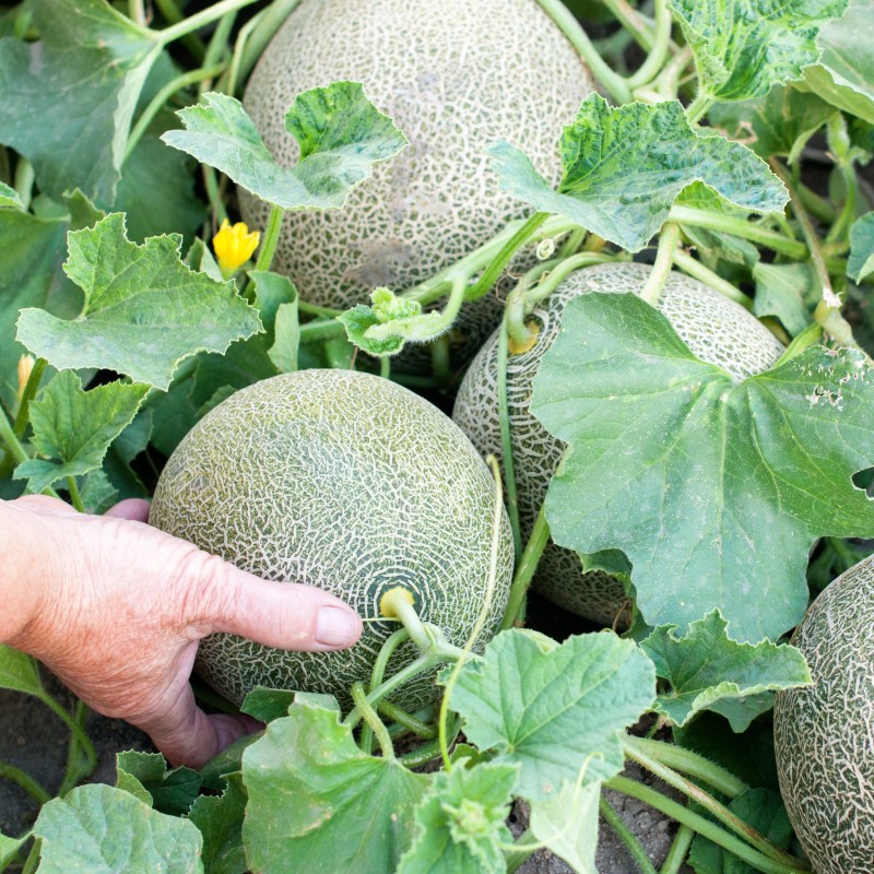 Graines de melon "Trésor hongrois"