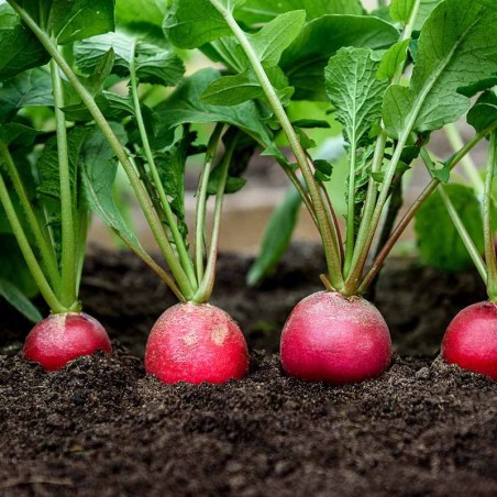 Price: €2.2 - Easter radish seeds - 