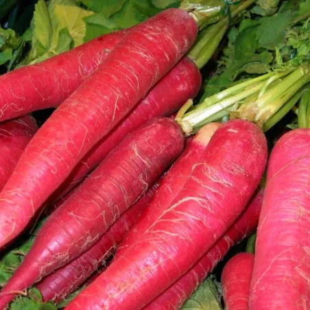 Osterrettichsamen
