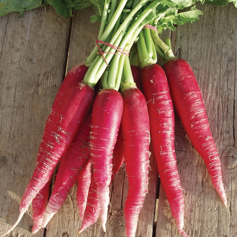 Price: €2.2 - Semillas de rábano de Pascua - 