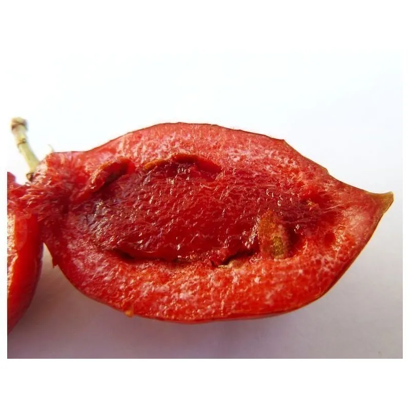 Natal Plum Seeds (Carissa macrocarpa)