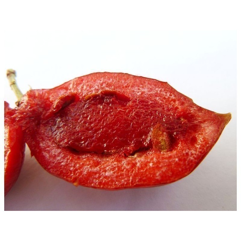 Semi di PRUGNA DEL NATAL (Carissa macrocarpa)