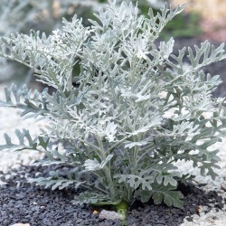 "Dusty Miller" frön