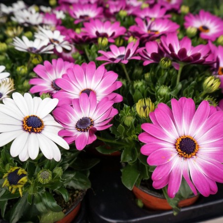 Osteospermum-Samen
