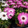 Osteospermum-Samen