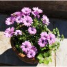 Osteospermum-Samen
