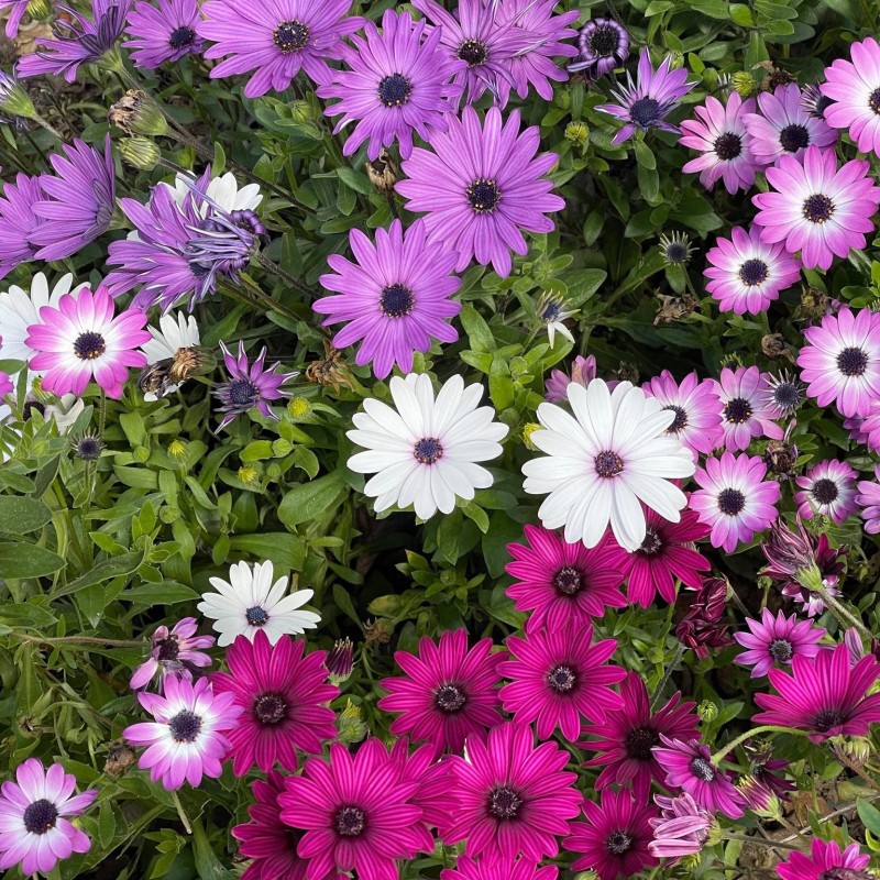 Osteospermum-Samen